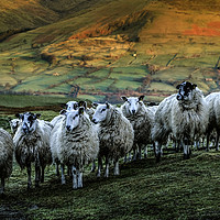 Buy canvas prints of Sheep on Mam Tor Derbyshire by Nick Lukey