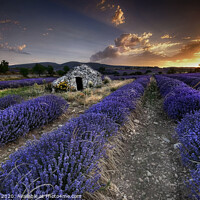 Buy canvas prints of Sunrise over lavender fields in Luberon, France. by Nick Lukey