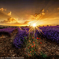Buy canvas prints of sunrise over lavender fields luberon provence france by Nick Lukey