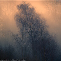 Buy canvas prints of Silver birch on a misty morning by Nick Lukey