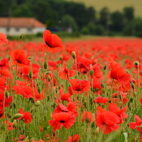 Buy canvas prints of A field of red by Alex Waterton