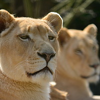 Buy canvas prints of Lioness by Alex Waterton