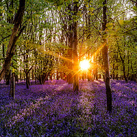 Buy canvas prints of Bluebells evening colour Sun burst by sam COATSWORTH