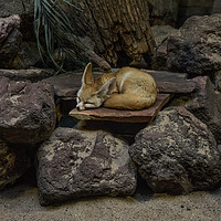 Buy canvas prints of Fennec Fox sleeping on rocks by Paul Storr