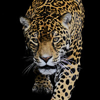Buy canvas prints of Portrait of a Jaguar by Rufus Curnow
