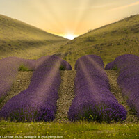 Buy canvas prints of Sunrise over lavender fields by Rufus Curnow