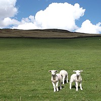 Buy canvas prints of Lambs at Mossy Lea by Denise Heywood