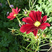 Buy canvas prints of Red Cosmos by Denise Heywood