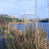 Buy canvas prints of Grasses at Crowden Reservoir  by Denise Heywood