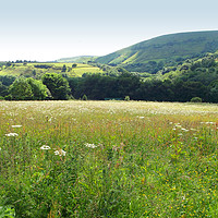 Buy canvas prints of Flower meadow in The Peaks by Denise Heywood