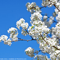 Buy canvas prints of White Pear Blossoms in Spring on Blue by Darryl Brooks