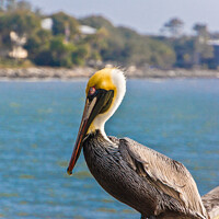 Buy canvas prints of Pelican on an Old Wood Pier by Darryl Brooks