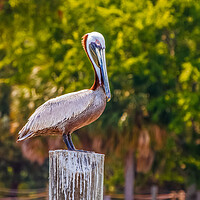 Buy canvas prints of Pelican Perched on Post by Darryl Brooks