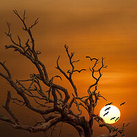 Buy canvas prints of Pelicans Flying Over Dead Tree by Darryl Brooks
