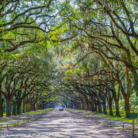 Buy canvas prints of Road Into Wormsloe Plantation by Darryl Brooks