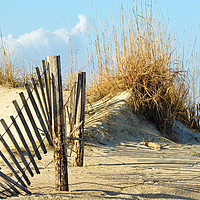 Buy canvas prints of Fence in Dunes by Darryl Brooks