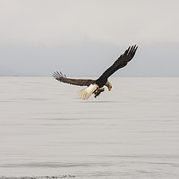 Buy canvas prints of Eagle with Rockfish in Talons by Darryl Brooks