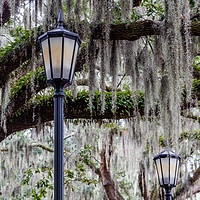 Buy canvas prints of Two Lamps and Spanish Moss by Darryl Brooks