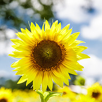 Buy canvas prints of Bright Sunflower by Darryl Brooks
