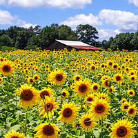 Buy canvas prints of Sunflowers with Barn in Distance by Darryl Brooks