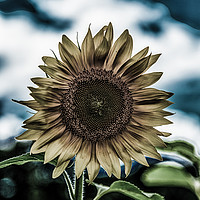 Buy canvas prints of Dark Sunflower by Darryl Brooks