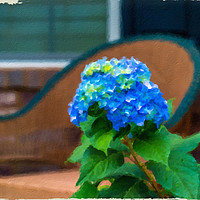 Buy canvas prints of Blue Hydrangea on Porch by Darryl Brooks