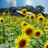 Buy canvas prints of Bright Sunflowers Under Nice Skies by Darryl Brooks