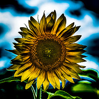 Buy canvas prints of One Bright Sunflower    by Darryl Brooks