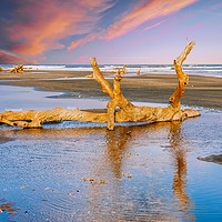 Buy canvas prints of Driftwood on Beach in Late Day Sun by Darryl Brooks