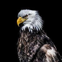 Buy canvas prints of Eagle on Black  by Darryl Brooks