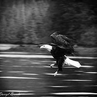 Buy canvas prints of Eagle Swooping Above River by Darryl Brooks