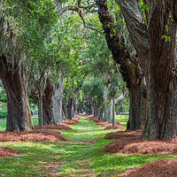 Buy canvas prints of Avenue of Oaks Over Grass by Darryl Brooks
