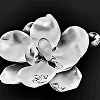 Buy canvas prints of Magnolia Blossom on Black by Darryl Brooks