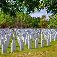 Buy canvas prints of Rows of Markers at Veterans Cemetery Beyond Tree by Darryl Brooks