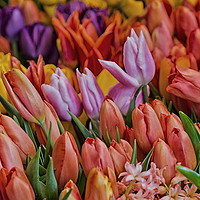 Buy canvas prints of Many Colorful Tulips by Darryl Brooks