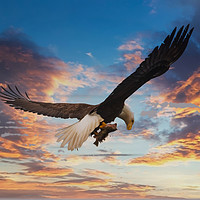 Buy canvas prints of Eagle on Dramatic Sky by Darryl Brooks