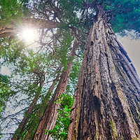 Buy canvas prints of Redwoods Rising to Sky by Darryl Brooks