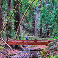 Buy canvas prints of Hiker in Redwood Forest by Darryl Brooks
