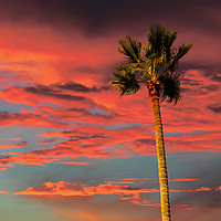 Buy canvas prints of Palm Tree on Tropical Sunset by Darryl Brooks