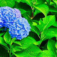 Buy canvas prints of Blue Hydrangea Blooms on Wet Green Leaves by Darryl Brooks