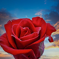 Buy canvas prints of Dark Red Rose on Sunrise by Darryl Brooks