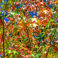 Buy canvas prints of Green Orange and Red Maple Leaves in Fall by Darryl Brooks