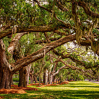 Buy canvas prints of Line of Oak LImbs Over Lawn by Darryl Brooks