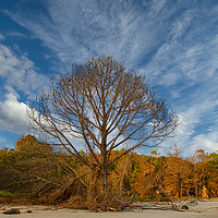 Buy canvas prints of Lone Bare Tree on Edge of Beach by Darryl Brooks