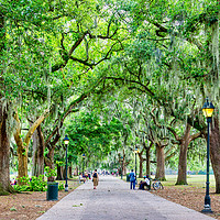 Buy canvas prints of Many People in Forsyth Park by Darryl Brooks