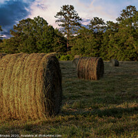 Buy canvas prints of Rolls of Hay in Golden Hour by Darryl Brooks