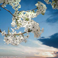 Buy canvas prints of Pear Blooms at Sunset by Darryl Brooks
