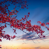 Buy canvas prints of Red Maple Against Sunset by Darryl Brooks