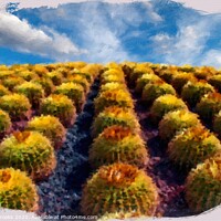 Buy canvas prints of Rows of Cacti up Hill Painting by Darryl Brooks