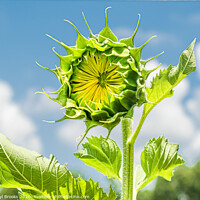 Buy canvas prints of Single New Sunflower by Darryl Brooks